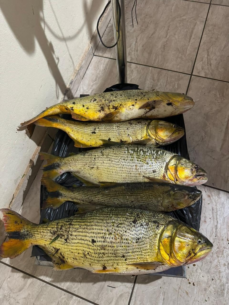 https://jornalnoroeste.com/uploads/images/2025/02/policia-ambiental-prende-dois-homens-por-pesca-ilegal-durante-a-piracema-bg-13285-34b75.jpeg