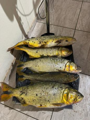 Polícia Ambiental prende dois homens por pesca ilegal durante a...