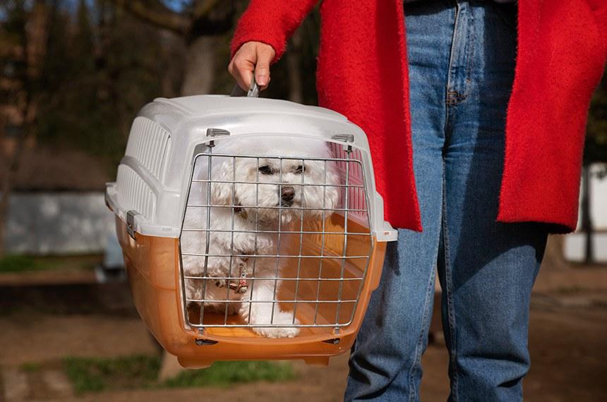 CMA vota regras para transporte aéreo de animais domésticos