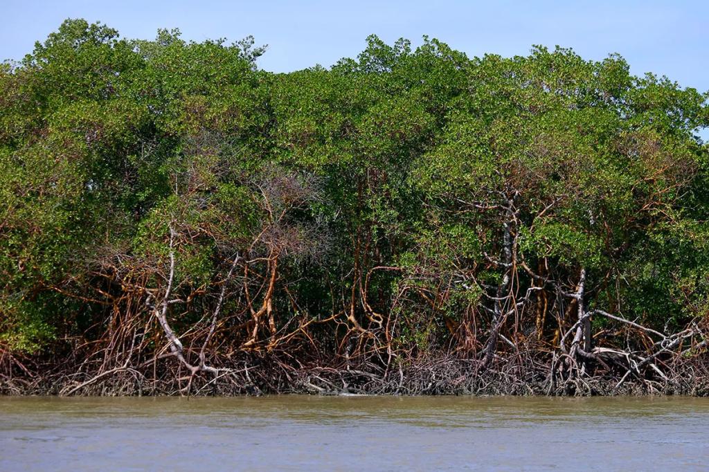 Manguezais do Paraná abrigam 47 milhões de toneladas de carbono...
