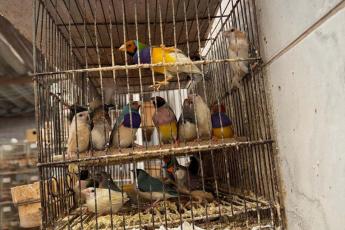 Polícia Civil resgata mais de 5 mil aves exóticas em...