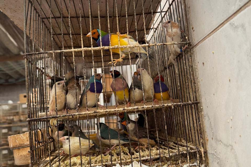 Polícia Civil resgata mais de 5 mil aves exóticas em situação de...