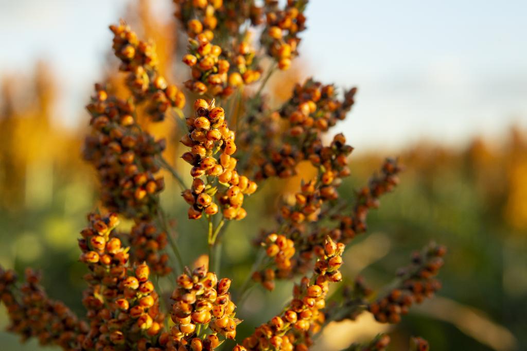 Sorgo tem potencial para ser muito mais que um