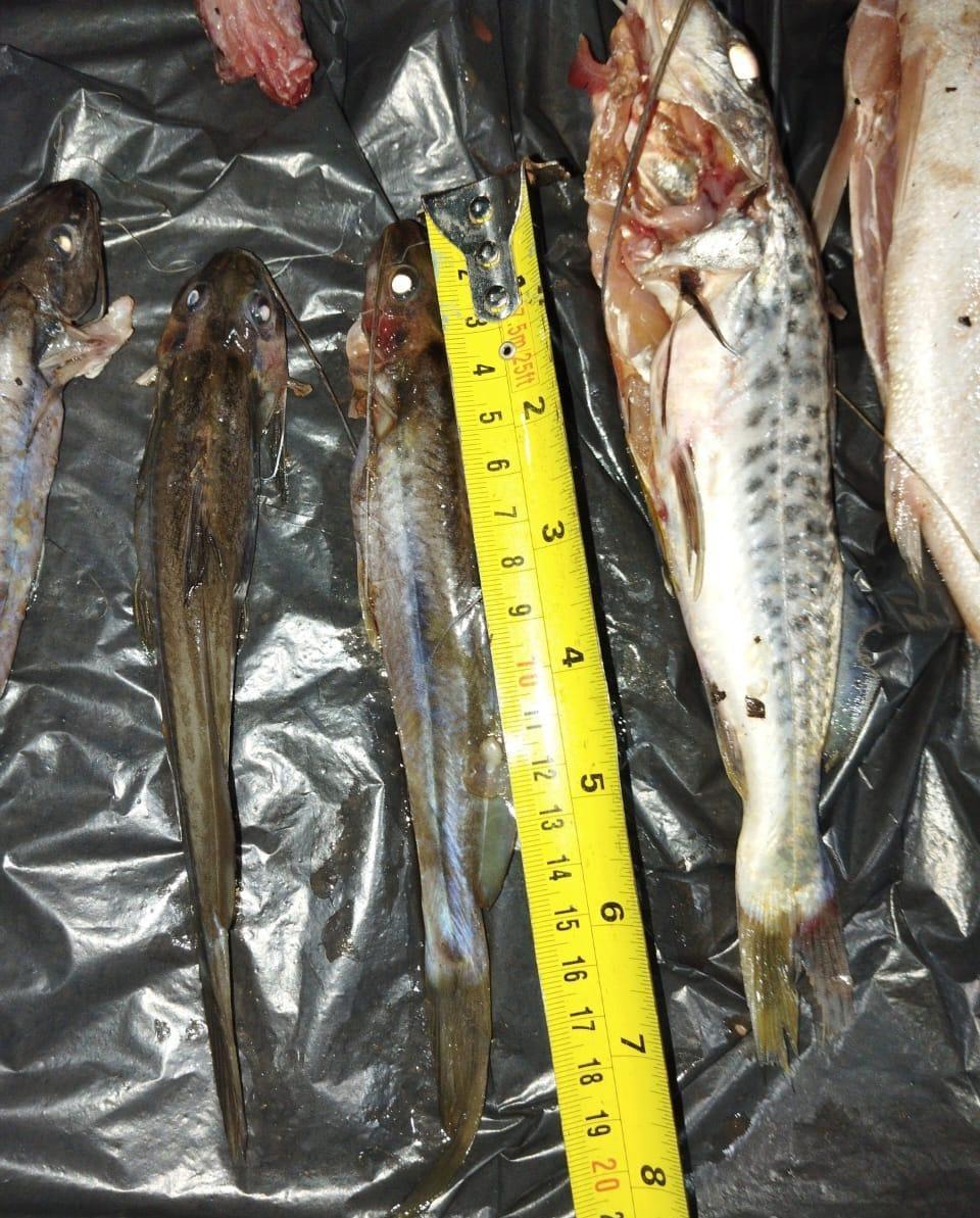 Polícia Ambiental flagra pesca ilegal e apreende quase 7 kg...