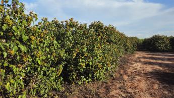 Urucum de Paranacity conquista a primeira Indicação Geográfica do Brasil...