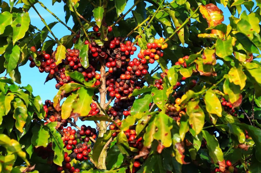 Colheita de 713 mil sacas de café chega a 36%...