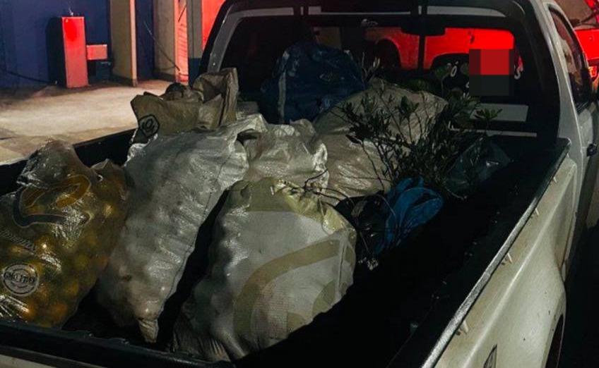 Dois homens são presos por furto de laranjas em propriedade rural no...