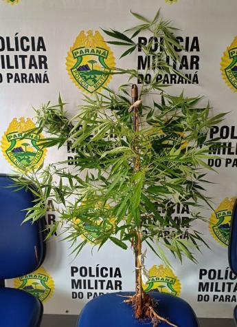 Polícia encontra planta de maconha durante abordagem a casal suspeito