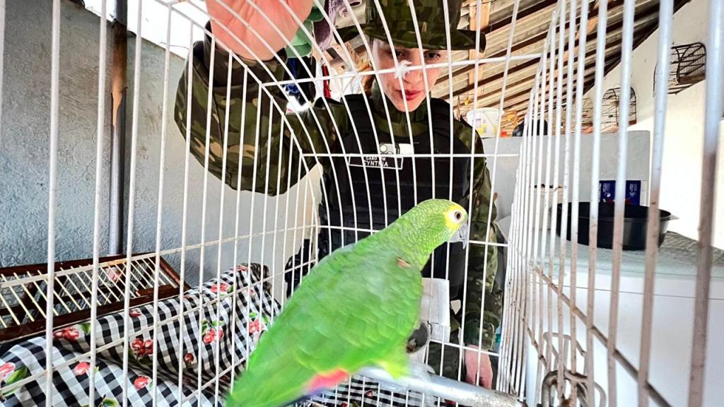 Polícia Ambiental apreende oito aves silvestres mantidas irregularmente em cativeiro