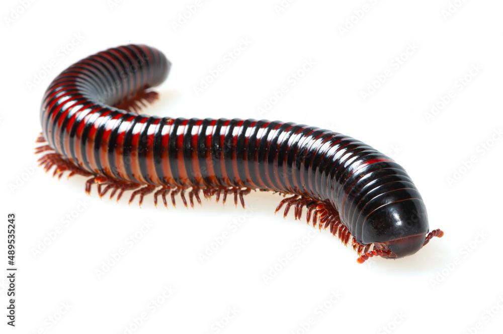 Piolhos de cobra se tornam presença constante em residências e...