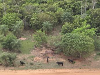 Polícia Ambiental autua proprietário rural por danos à vegetação nativa