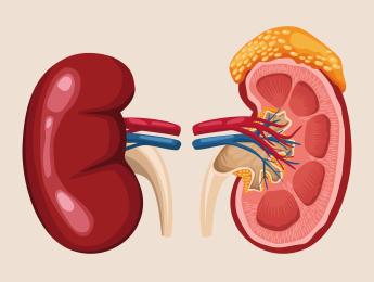 Prevenção Renal: cuidados simples podem evitar doenças graves