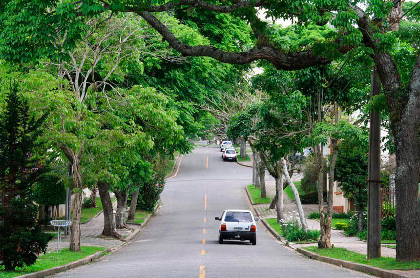 Lei autoriza poda de árvore por profissional em caso de...