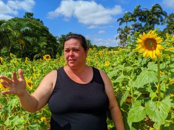 Milhares de girassóis transformam o Jardim Botânico em cenário encantador
