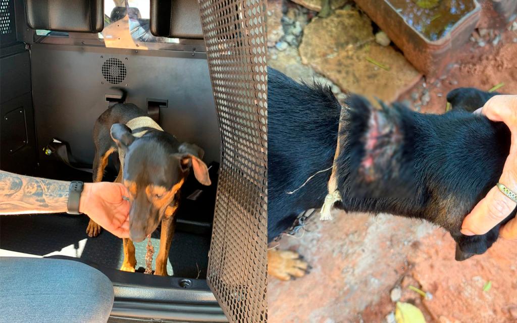 Idosa é presa em flagrante por maus-tratos a animal em...