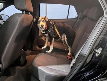 PRVias orienta sobre segurança no transporte de animais em viagens