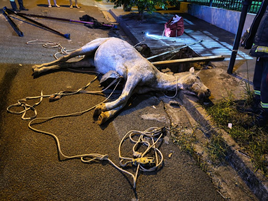 Cavalo é salvo pela Defesa Civil após cair em bueiro durante a...