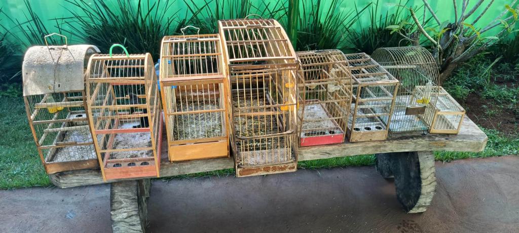 /images/2026/05/operacao-da-policia-ambiental-apreende-22-aves-e-aplica-r-25-mil-em-multas.jpg