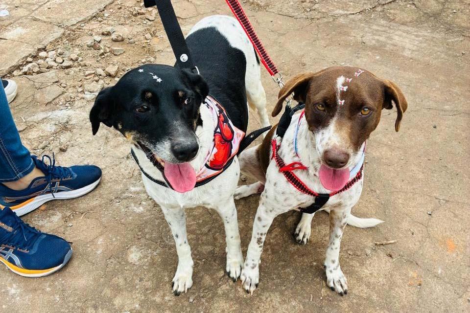 CastraPet Paraná atinge marca de 150 mil animais esterilizados em...