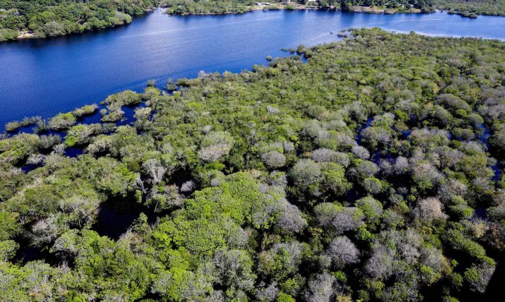 Alertas de desmatamento na Amazônia caem 35% em junho de...