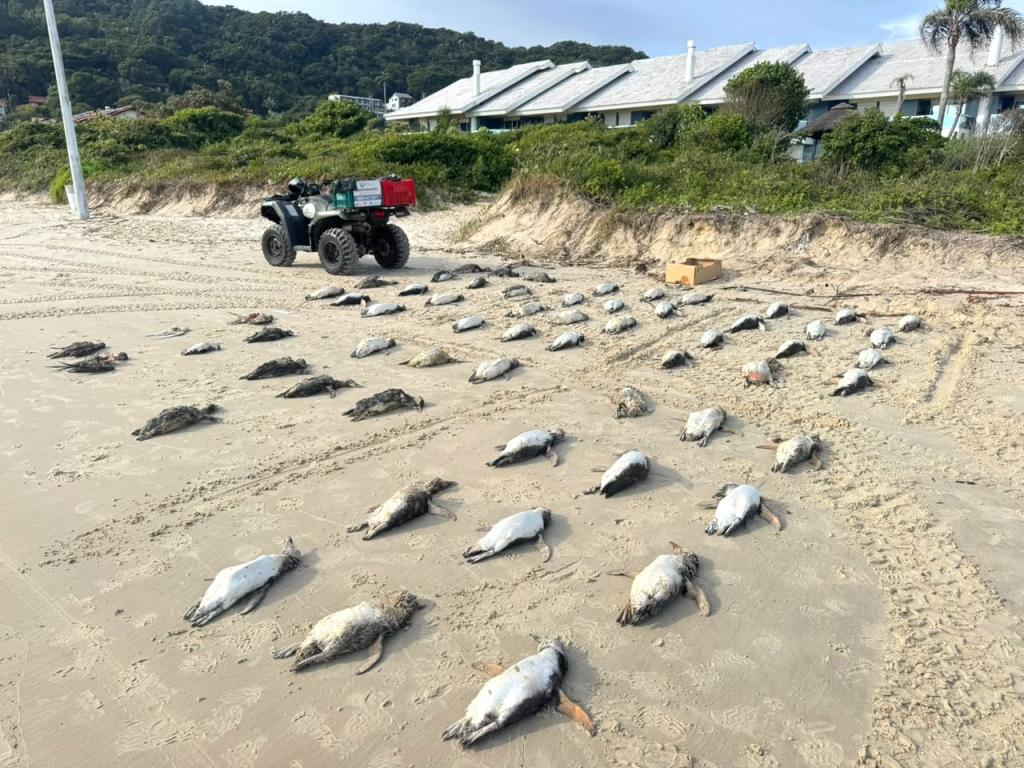 Mais de 2 mil pinguins já foram registrados em Florianópolis em 2026