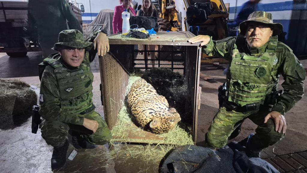 Onça-pintada é capturada com sucesso em Mandaguari após operação integrada entre órgãos...