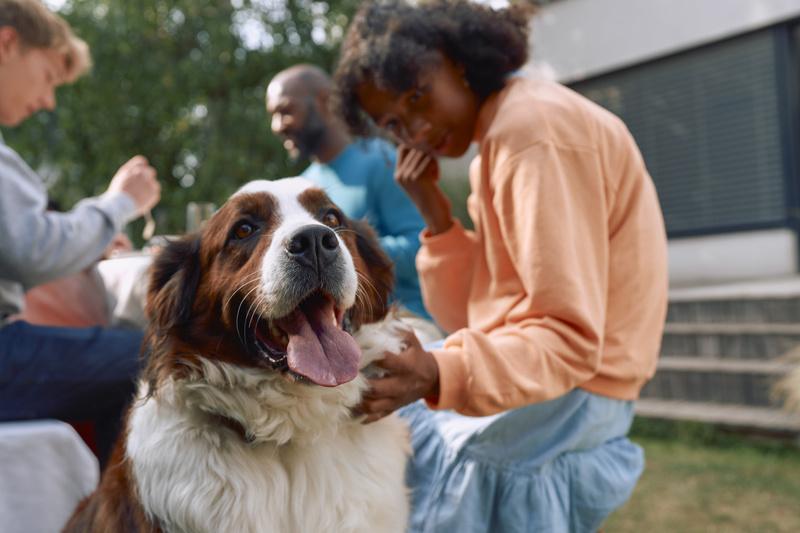 As cinco doenças que mais afetam os cães no frio: Como proteger...