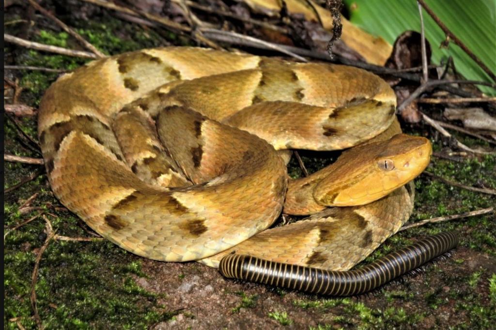 Estudo brasileiro explica como a evolução construiu uma sofisticada estratégia...