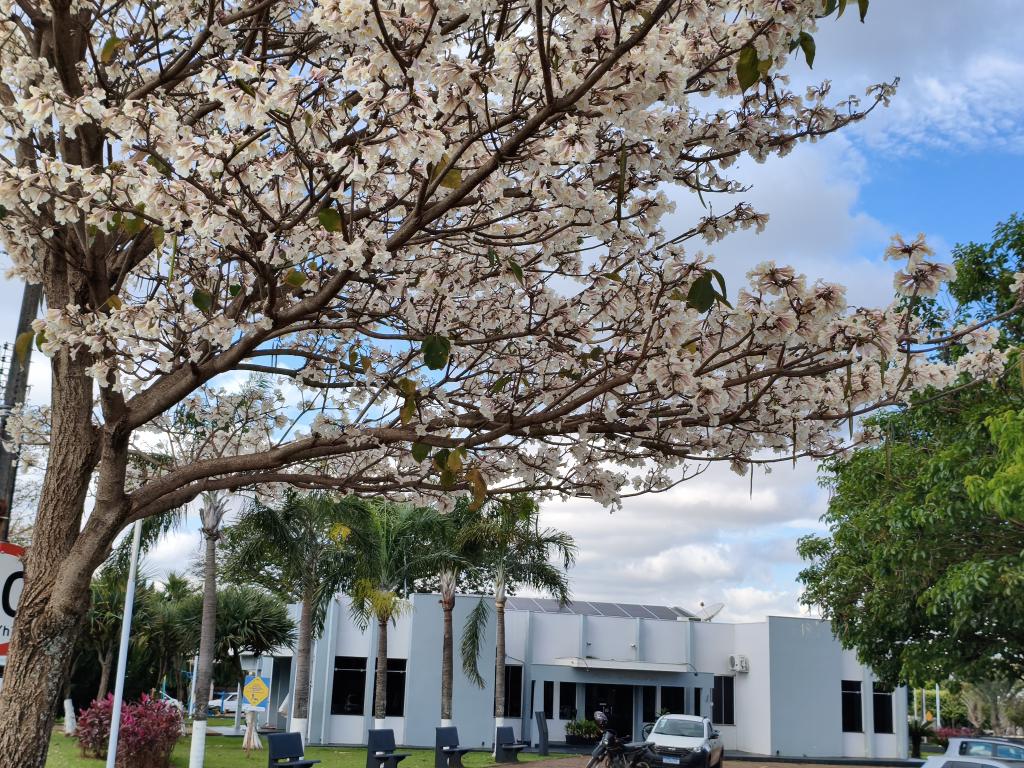 Atalaia floresce em branco e ganha novos contornos com espetáculo dos ipês