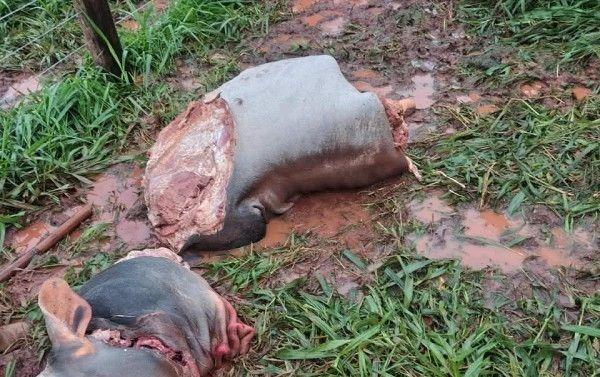 Boi é abatido em pasto e partes do animal são...