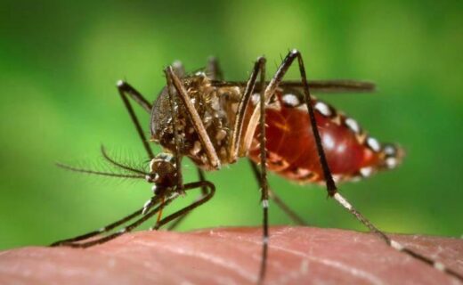 Aumenta número de casos autóctones de dengue no Estado - capa