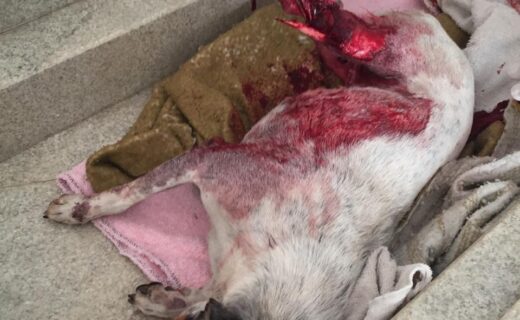 Maus-tratos a animais gera responsabilização dos agressores e negligentes - capa