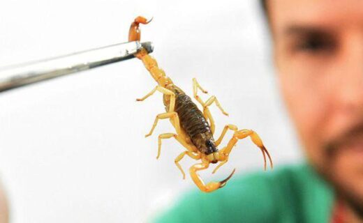 Saúde alerta para picadas de escorpião, mais comuns no verão - capa