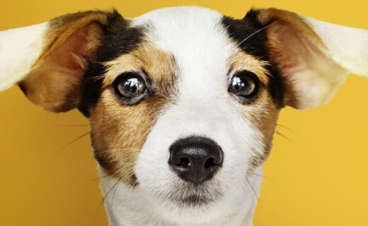 Aumento dos casos de maus-tratos aos animais preocupa Associação Protetora - capa