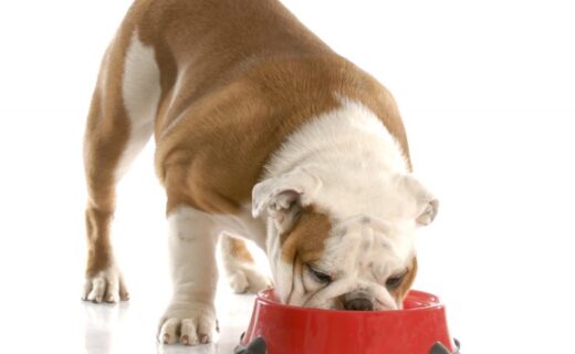Na hora de escolher o alimento do seu pet, não esqueça das proteínas - capa