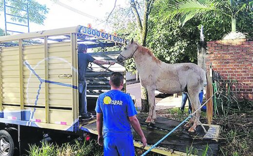Quase 20 animais foram apreendidos no quadrimestre, a maioria na BR 376 em Alto Paraná - capa