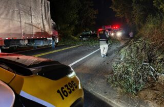 Árvore caída provoca acidente e interdita parcialmente rodovia da região - capa
