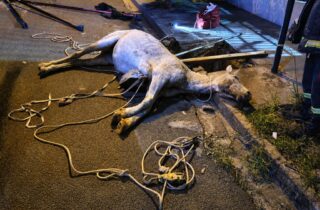 Cavalo é salvo pela Defesa Civil após cair em bueiro durante a madrugada desta quinta-feira (21) - capa