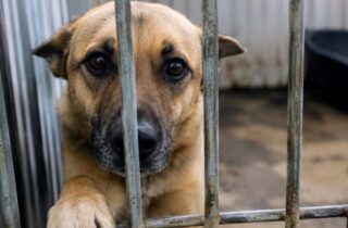 Agenda Animalista será apresentada a candidatos no Paraná - capa