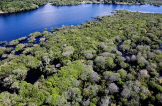 Alertas de desmatamento na Amazônia caem 35% em junho de 2026 - capa