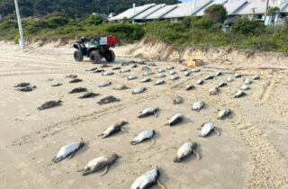 Mais de 2 mil pinguins já foram registrados em Florianópolis em 2026 - capa