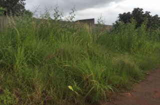 Nova Esperança reforça combate a terrenos sem roçada e amplia fiscalização - capa