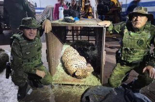 Onça-pintada é capturada com sucesso em Mandaguari após operação integrada entre órgãos ambientais - capa