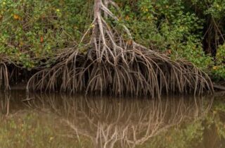Perda anual de manguezais cai 44% no mundo e reforça papel do ecossistema contra a crise climática - capa