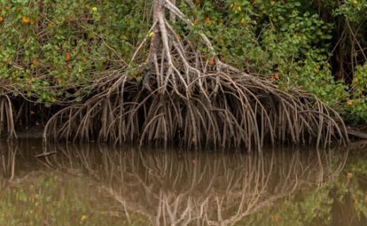 Perda anual de manguezais cai 44% no mundo e reforça papel do ecossistema contra a crise climática - capa