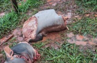 Boi é abatido em pasto e partes do animal são levadas de propriedade rural - capa
